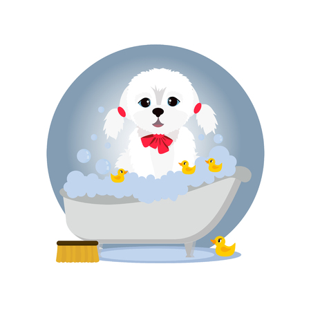 An image of a cute lap-dog taking a bath at grooming salon. Vector flat cartoon illustration.のイラスト素材