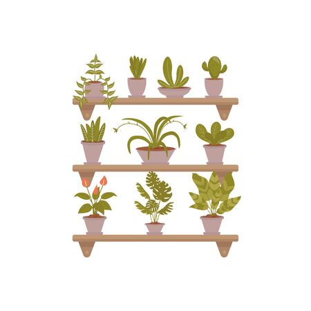 Illustrations set of home decorative plants on shelfs. Flower in pot. Vector pictures set use for landing page, web, banner, poster, flyer, cardのイラスト素材