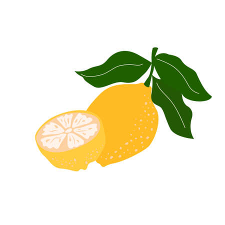 Lemon and lemon slice isolated on white background. Vector illustration can be used for posters, greeting cards, packaging and moreのイラスト素材
