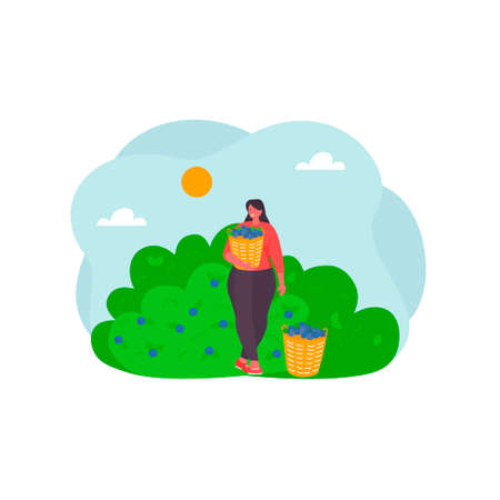 Harvesting season in farms. seasonal harvest. Smiling young woman gathering berries in basket. Healthy lifestyle and farming. vector illustrationのイラスト素材
