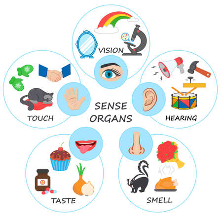 Vector illustration with five human senses: touch, hearing, sight, smell, taste. Infographics with five senses labeled scheme to receive sensory informationのイラスト素材