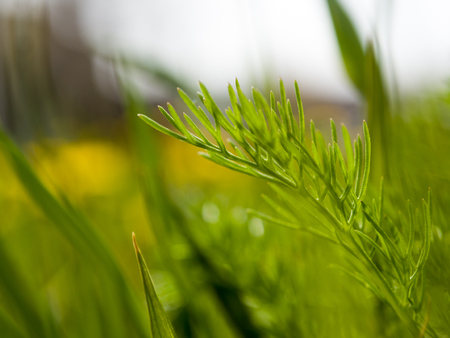 macro spring green nature grassの写真素材