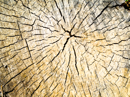 old wood texture of tree stumpの写真素材