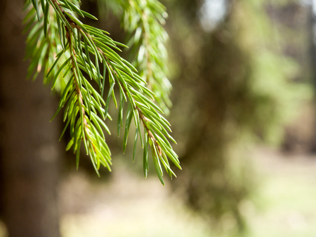 spruce tree needles texture imageの写真素材