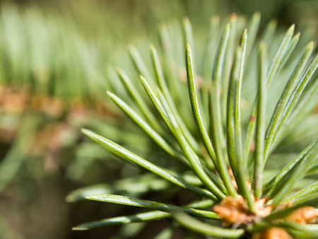 spruce tree needles texture imageの写真素材