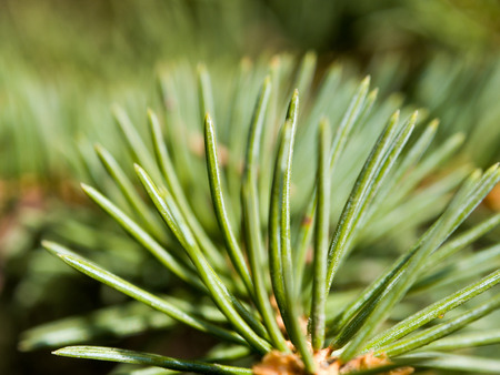 spruce tree needles texture imageの写真素材