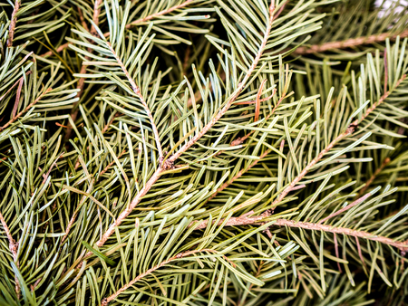 spruce tree needles texture imageの写真素材