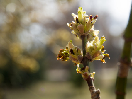 young sprouts of leaves on the treeの写真素材