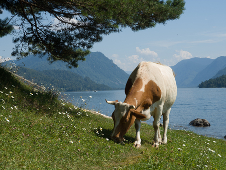 Grazing cow on the Altai hills near lakeの写真素材
