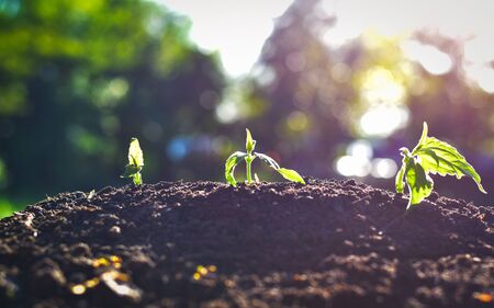Small plant sprout growing out from fertilized soil with sunray and blurry background. Growth and nature concept.の写真素材