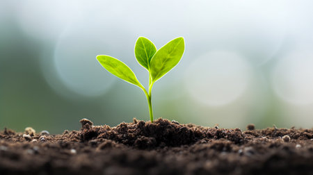 Green plant seedling illustrating concept of new life and environmental conservation.の素材
