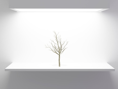 Tree without leaves in front of white wall, eco concept.の写真素材