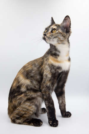 tricolor cat on a white background