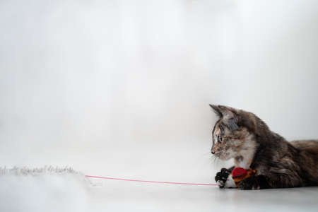 beautiful tricolor cat playing with a red toy