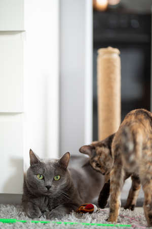 gray fluffy cat and tricolor cat play on the floor near the scratching post