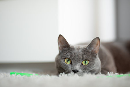 gray fluffy cat clung to the ground for hunting on the background of a white tableの写真素材