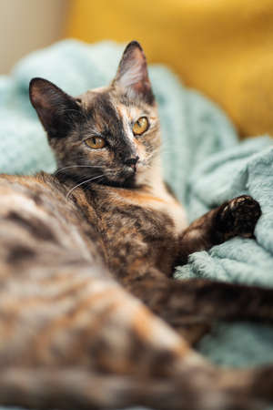 tricolor cat lies on a blue and yellow blanketの写真素材