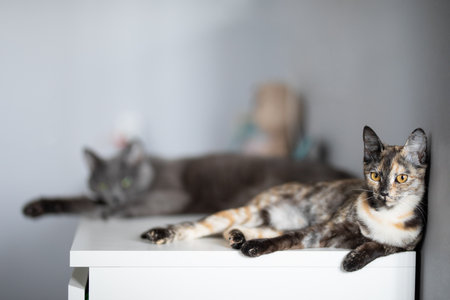 tricolor cat and gray cat lie on a white tableの写真素材