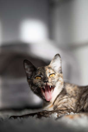 small tricolor cat yawns widely, showing its teethの写真素材