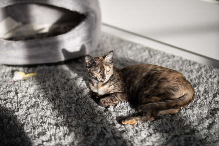 beautiful tricolor cat resting on a gray carpet in the morning sun