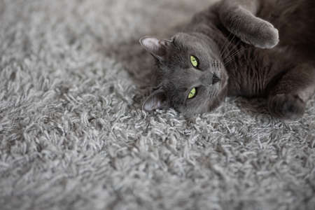 gray fluffy cat lies and rests on a gray carpet at homeの写真素材