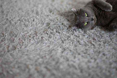 gray fluffy cat lies and rests on a gray carpet at homeの写真素材