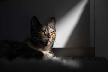 tricolor young cat lies in the morning sunの写真素材