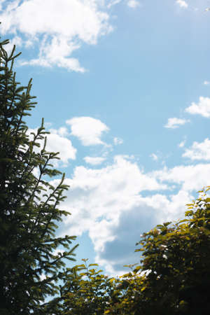 spruce and deciduous tree on a background of blue sky and cloudsの写真素材