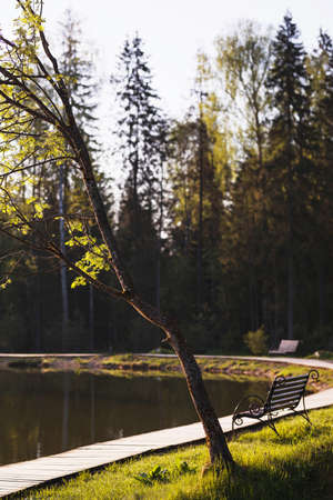 there is a bench in the park by the lakeの写真素材