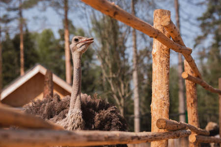 beautiful ostrich in a wooden aviary on a sunny dayの写真素材