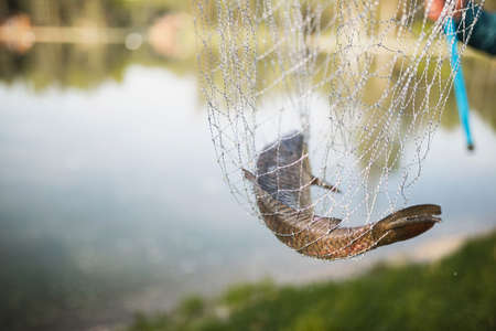 a fisherman caught a fish in a net by the lakeの写真素材