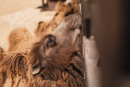 the camel is fed at the petting zooの写真素材