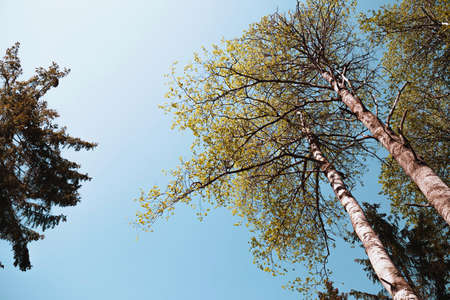 green birch on a background of blue sky in summerの写真素材