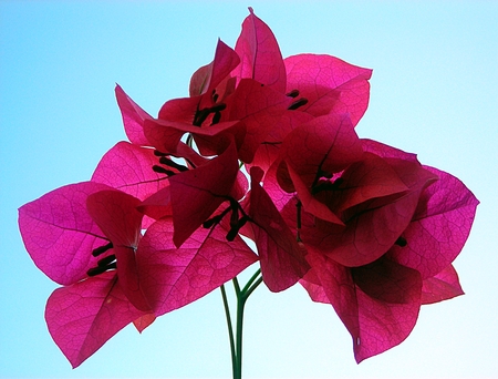 Bougainvillea flowers on blue sky backgroundの写真素材