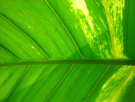 Texture of a green leaf as backgroundの写真素材