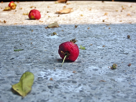 red fruitの写真素材