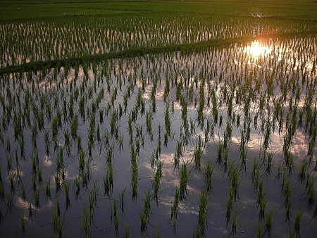 Lush green rice field, In Asiaの写真素材
