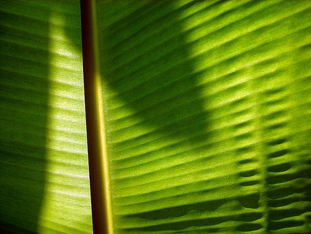 Texture of a green leaf as background (banana leaves)の写真素材