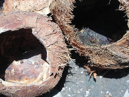 Desiccated Coconutの写真素材