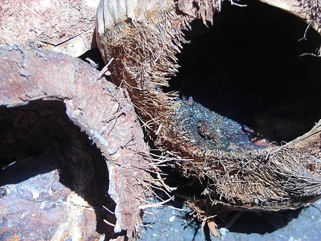 Desiccated Coconutの写真素材