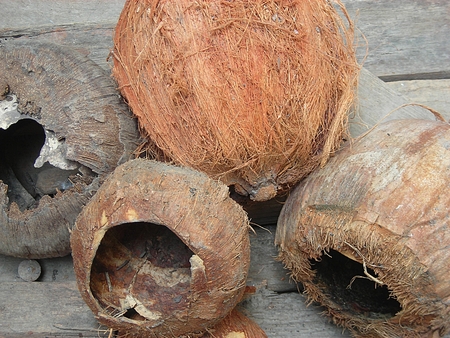 Desiccated Coconutの写真素材