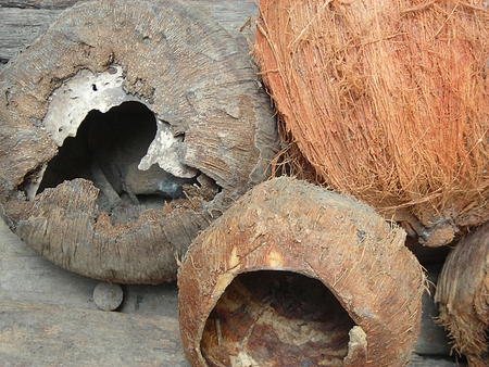 Desiccated Coconutの写真素材