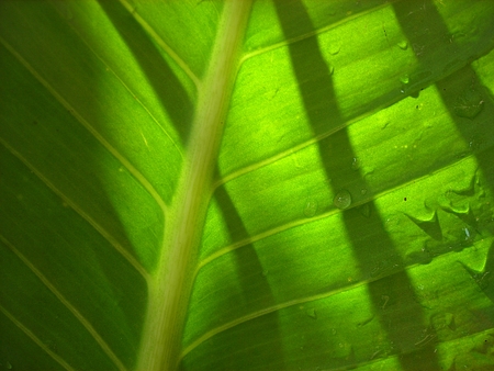 Texture of a green leaf as backgroundの写真素材