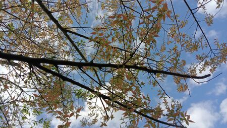 The tree leaves and the skyの写真素材