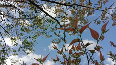 The tree leaves and the skyの写真素材