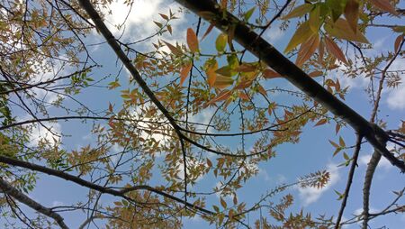 The tree leaves and the skyの写真素材