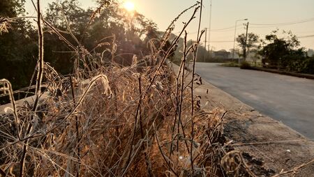 Morning view with sunshine and grassの写真素材