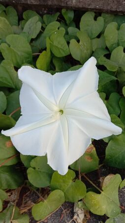 White flowers and green leavesの写真素材