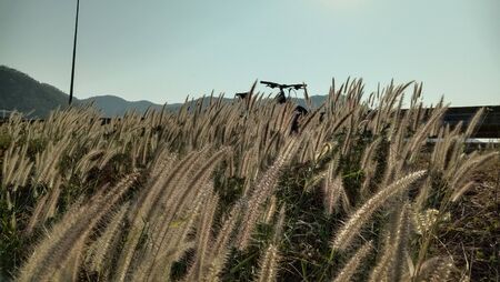 Morning views of grass and bicycles