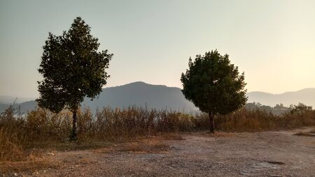Double tree in natureの写真素材
